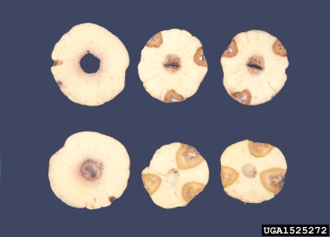 Fusarium wilt (Fusarium oxysporum f.sp. gladioli) on gladiolus (Gladiolus spp. ) - 1525272