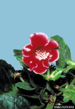 Impatiens Necrotic Spot Virus (Tospovirus INSV ) on gloxinia (Gloxinia spp. ) - 1525302