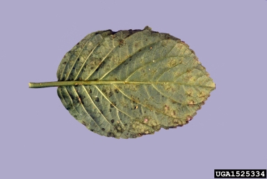 powdery mildew (Erysiphe poeltii ) on hydrangea (Hydrangea spp. ) - 1525334