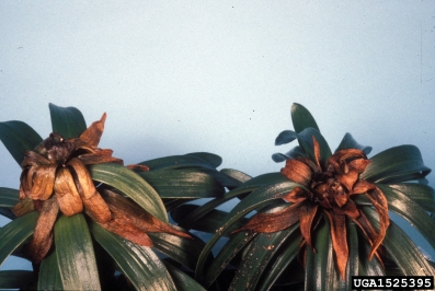 root rot/damping off (Rhizoctonia spp. ) on Easter lily (Lilium longiflorum ) - 1525395
