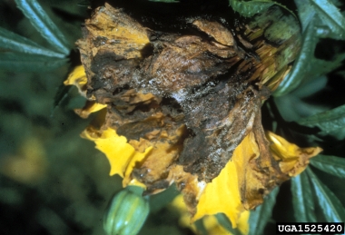 gray molds (Botrytis spp. ) on marigold (Tagetes spp. ) - 1525420