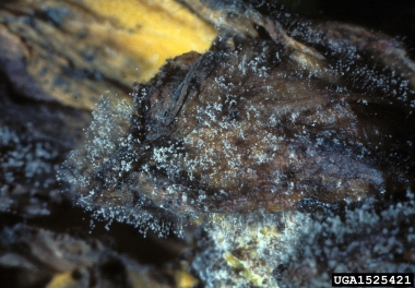 gray molds (Botrytis spp. ) on marigold (Tagetes spp. ) - 1525421