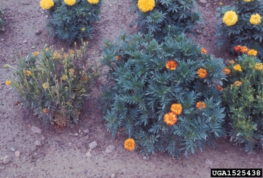 aster yellows phytoplasma (Candidatus Phytoplasma asteris ) on marigold (Tagetes spp. ) - 1525438