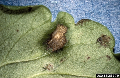 Cercospora fungi (Cercospora spp. ) on pansy (Viola x wittrockiana ) - 1525479
