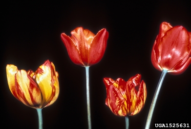 Tulip Breaking Virus (Potyvirus TBV ) on tulip (Tulipa spp. ) - 1525631