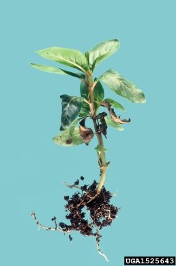 gray molds (Botrytis spp. ) on periwinkle (Vinca spp. ) - 1525643