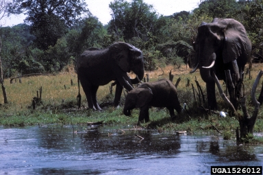 African Elephant, Loxodonta africana  (Proboscidea: Elephantidae) - 1526012