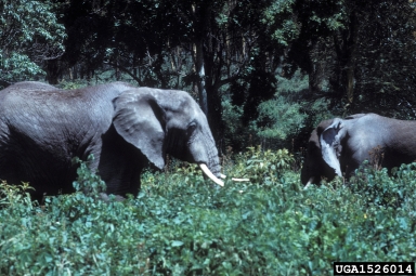 African Elephant, Loxodonta africana  (Proboscidea: Elephantidae) - 1526014