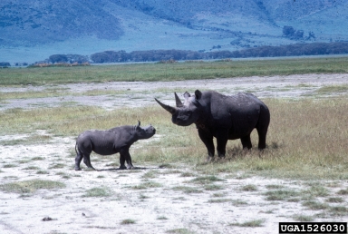 African black rhinoceros, Diceros bicornis  (Perissodactyla: Rhinocerotidae) - 1526030