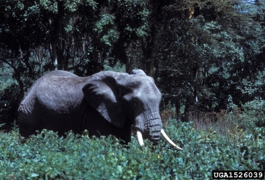 African Elephant, Loxodonta africana  (Proboscidea: Elephantidae) - 1526039