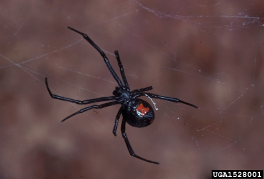black widow spider, Latrodectus mactans  (Araneae: Theridiidae) - 1528001