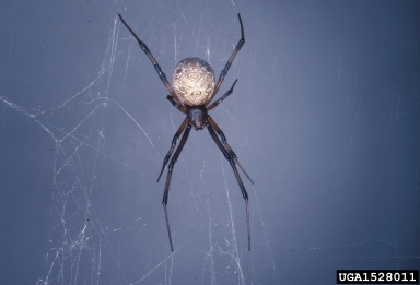 brown widow spider, Latrodectus geometricus  (Araneae: Theridiidae) - 1528011