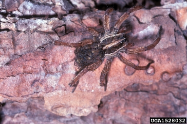 wolf spider, Rabidosa rabida  (Araneae: Lycosidae) - 1528032