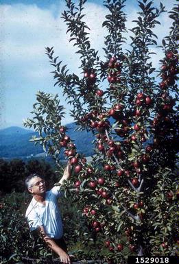 crabapple and apple, Malus spp.  (Rosales: Rosaceae) - 1529018