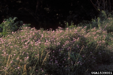 crownvetch, Securigera varia  (Fabales: Fabaceae (Leguminosae)) - 1539001