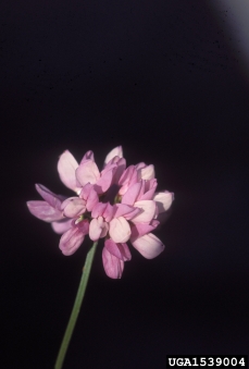 crownvetch, Securigera varia  (Fabales: Fabaceae (Leguminosae)) - 1539004