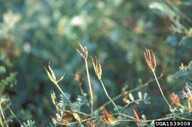 crownvetch, Securigera varia  (Fabales: Fabaceae (Leguminosae)) - 1539008