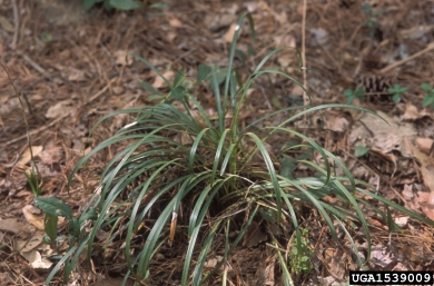lilyturf, Liriope spp.  (Liliales: Liliaceae) - 1539009