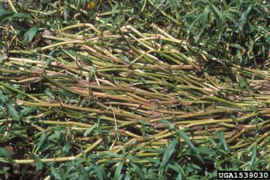 alligatorweed, Alternanthera philoxeroides  (Caryophyllales: Amaranthaceae) - 1539030