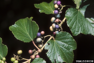 Amur peppervine, Ampelopsis brevipedunculata  (Rhamnales: Vitaceae) - 1539038