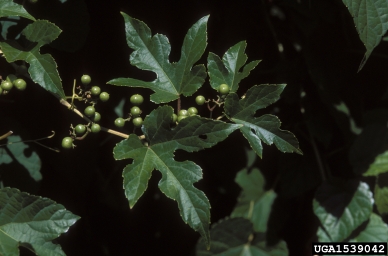 Amur peppervine, Ampelopsis brevipedunculata  (Rhamnales: Vitaceae) - 1539042