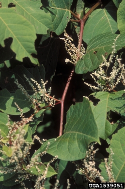 Japanese knotweed, Fallopia japonica  (Polygonales: Polygonaceae) - 1539051