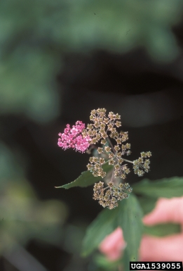 Japanese spiraea, Spiraea japonica  (Rosales: Rosaceae) - 1539055