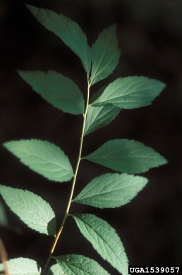 Japanese spiraea, Spiraea japonica  (Rosales: Rosaceae) - 1539057
