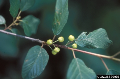 glossy buckthorn, Frangula alnus  (Rhamnales: Rhamnaceae) - 1539069