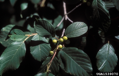 glossy buckthorn, Frangula alnus  (Rhamnales: Rhamnaceae) - 1539070