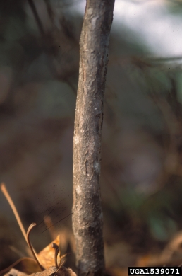 glossy buckthorn, Frangula alnus  (Rhamnales: Rhamnaceae) - 1539071