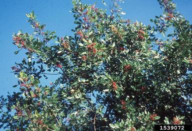 Brazilian peppertree, Schinus terebinthifolius  (Sapindales: Anacardiaceae) - 1539072