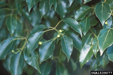 camphortree, Cinnamomum camphora  (Laurales: Lauraceae) - 1539077