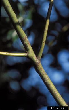 camphortree, Cinnamomum camphora  (Laurales: Lauraceae) - 1539079