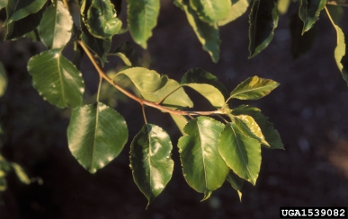 Callery pear (Bradford pear), Pyrus calleryana  (Rosales: Rosaceae) - 1539082