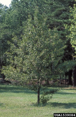 Callery pear (Bradford pear), Pyrus calleryana  (Rosales: Rosaceae) - 1539084