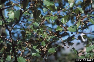 Callery pear (Bradford pear), Pyrus calleryana  (Rosales: Rosaceae) - 1539087