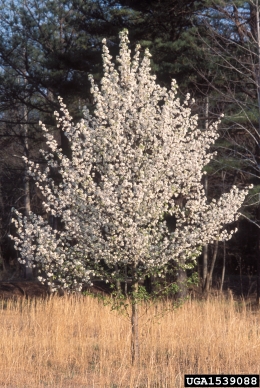Callery pear (Bradford pear), Pyrus calleryana  (Rosales: Rosaceae) - 1539088
