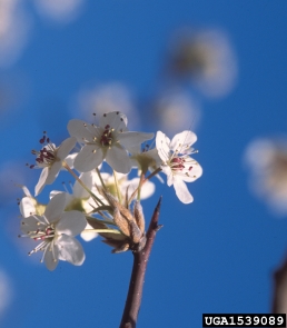 Callery pear (Bradford pear), Pyrus calleryana  (Rosales: Rosaceae) - 1539089