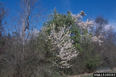 Callery pear (Bradford pear), Pyrus calleryana  (Rosales: Rosaceae) - 1539093