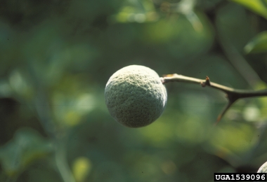 trifoliate orange, Poncirus trifoliata  (Sapindales: Rutaceae) - 1539096