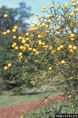 trifoliate orange, Poncirus trifoliata  (Sapindales: Rutaceae) - 1539103