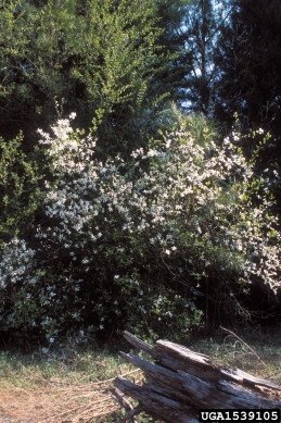 trifoliate orange, Poncirus trifoliata  (Sapindales: Rutaceae) - 1539105