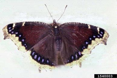 mourning cloak butterfly, Nymphalis antiopa  (Lepidoptera: Nymphalidae) - 1540003