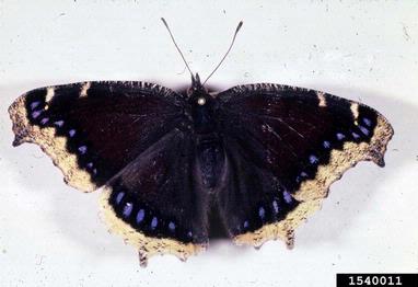 mourning cloak butterfly, Nymphalis antiopa  (Lepidoptera: Nymphalidae) - 1540011