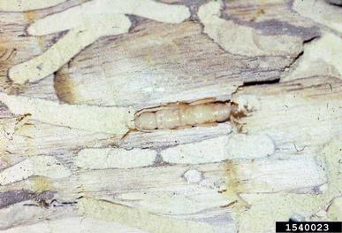 redheaded ash borer, Neoclytus acuminatus  (Coleoptera: Cerambycidae) - 1540023