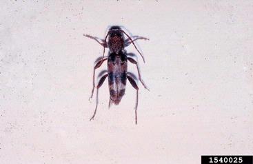 rustic borer, Xylotrechus colonus  (Coleoptera: Cerambycidae) - 1540025