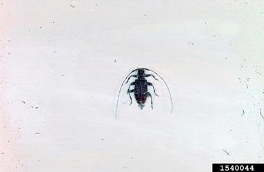 rustic borer, Xylotrechus colonus  (Coleoptera: Cerambycidae) - 1540044