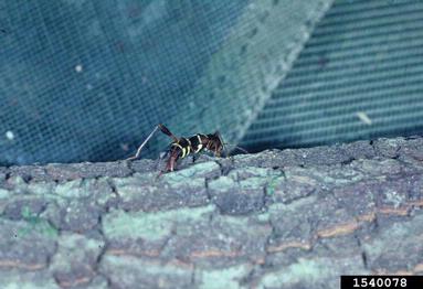 redheaded ash borer, Neoclytus acuminatus  (Coleoptera: Cerambycidae) - 1540078