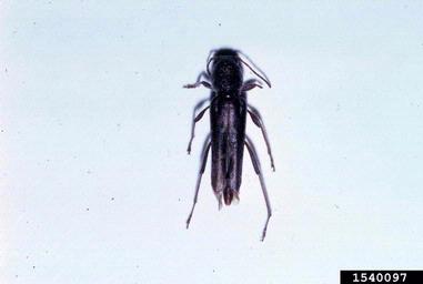 long-horned beetles, Xylotrechus spp.  (Coleoptera: Cerambycidae) - 1540097